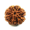 Natural 7 Mukhi / Face Nepal Rudraksha with Lab Certified Report & Guarantee Certificate image 0