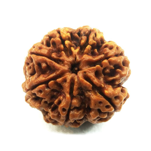 Natural 7 Mukhi / Face Nepal Rudraksha with Lab Certified Report & Guarantee Certificate image 0