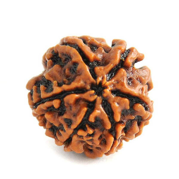Natural 6 Mukhi / Face Nepal Rudraksha with Lab Certified Report & Guarantee Certificate