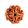 Natural 4 Face / Mukhi Nepal Rudraksha with Lab Certified Report & Guarantee Certificate image 0