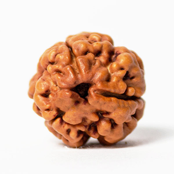 Natural 3 Mukhi / Face Nepal Rudraksha with Lab Certified Report & Guarantee Certificate image 0