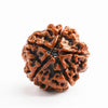 Natural 5 Face / Mukhi Nepal Rudraksha with Lab Certified Report & Guarantee Certificate image 0