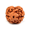 Natural 2 Mukhi / Face Nepal Rudraksha with Lab Certified Report & Guarantee Certificate image 0