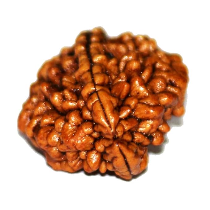 2 Mukhi Rudraksha